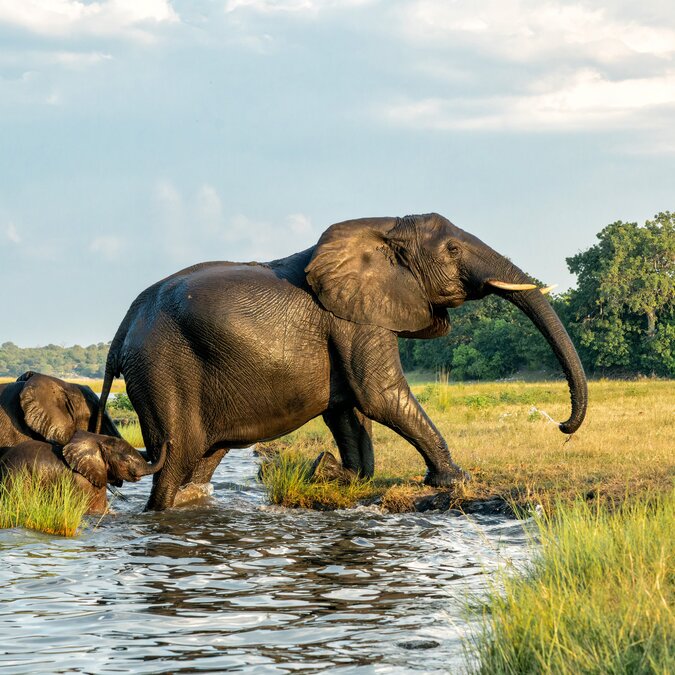  Chobe Nationalpark Elefanten | © shutterstock_2504198197