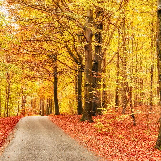 Marselisborg Wald im Herbst in Dänemark | © shutterstock_2519760429
