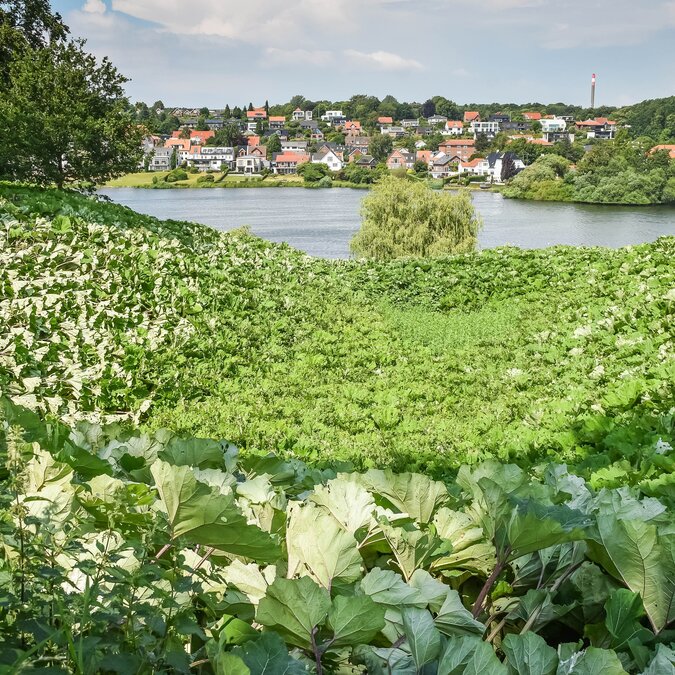 Üppige Vegetation und Wasserläufe im Naturgebiet Sortebro und Plovfuren in Kolding, eine ruhige Oase zum Spazieren und Erholen mitten in der Stadt | © Shutterstock / 2581226637