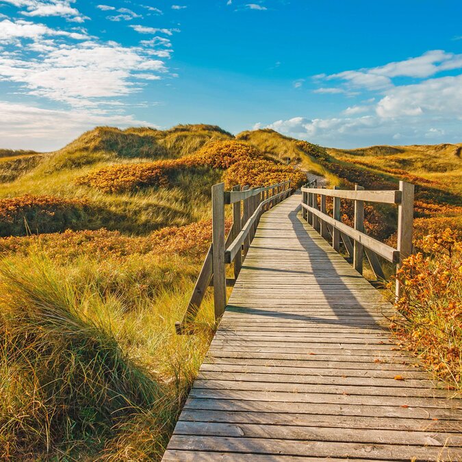 Holzsteg durch die Sanddünen von Amrum | © Shutterstock 748066207